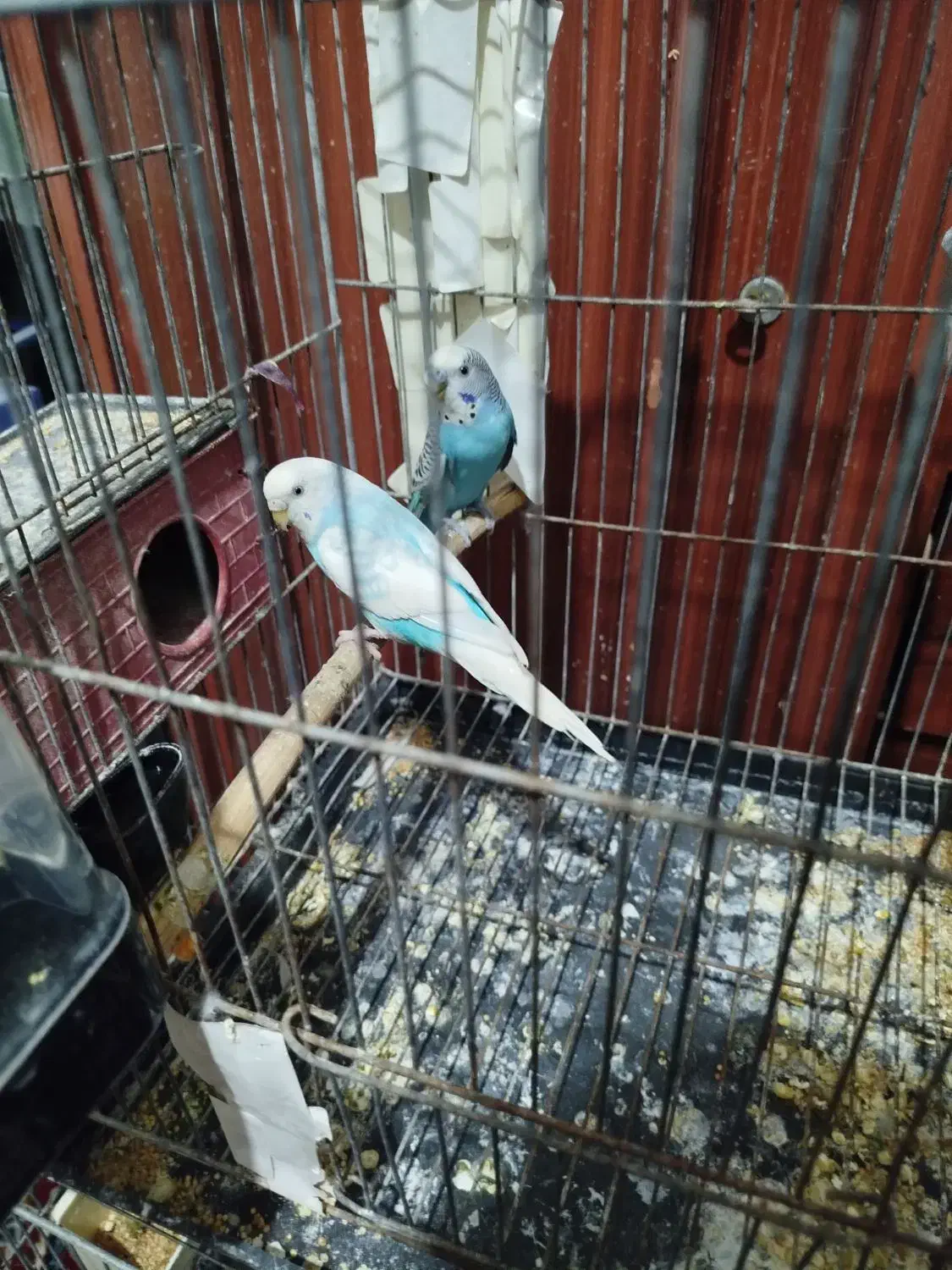 مرغ عشق با تخم|پرنده|ساوه, |دیوار