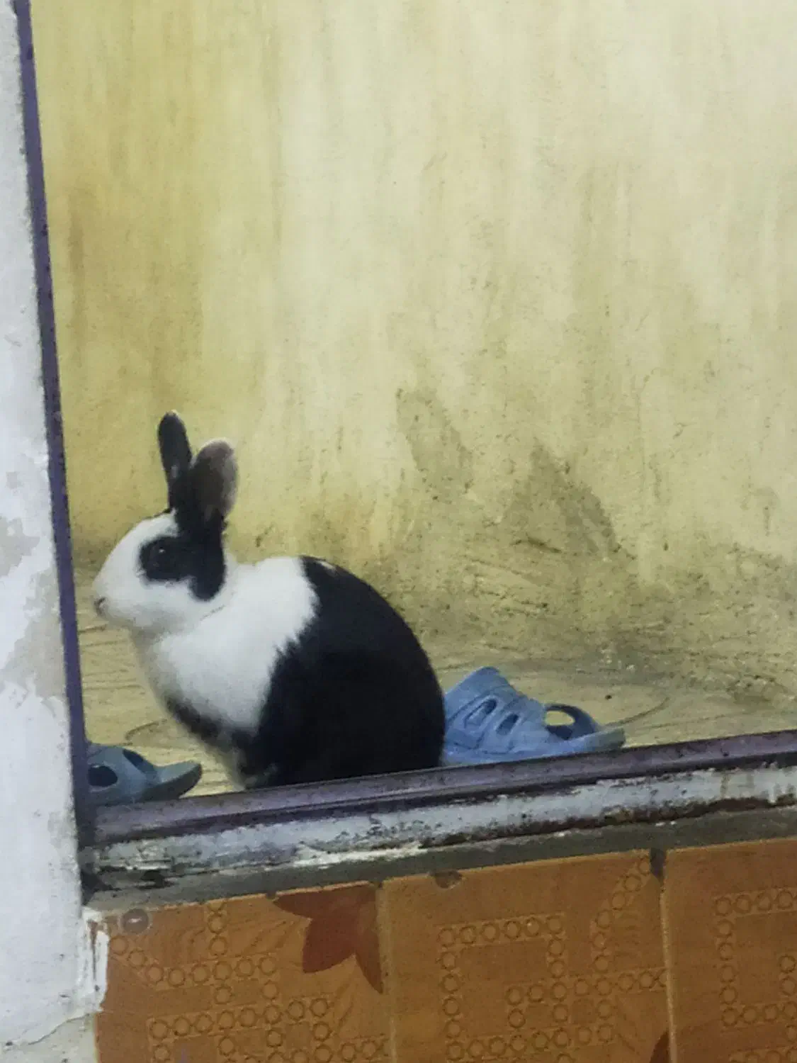 200|موش و خرگوش|دورود, |دیوار