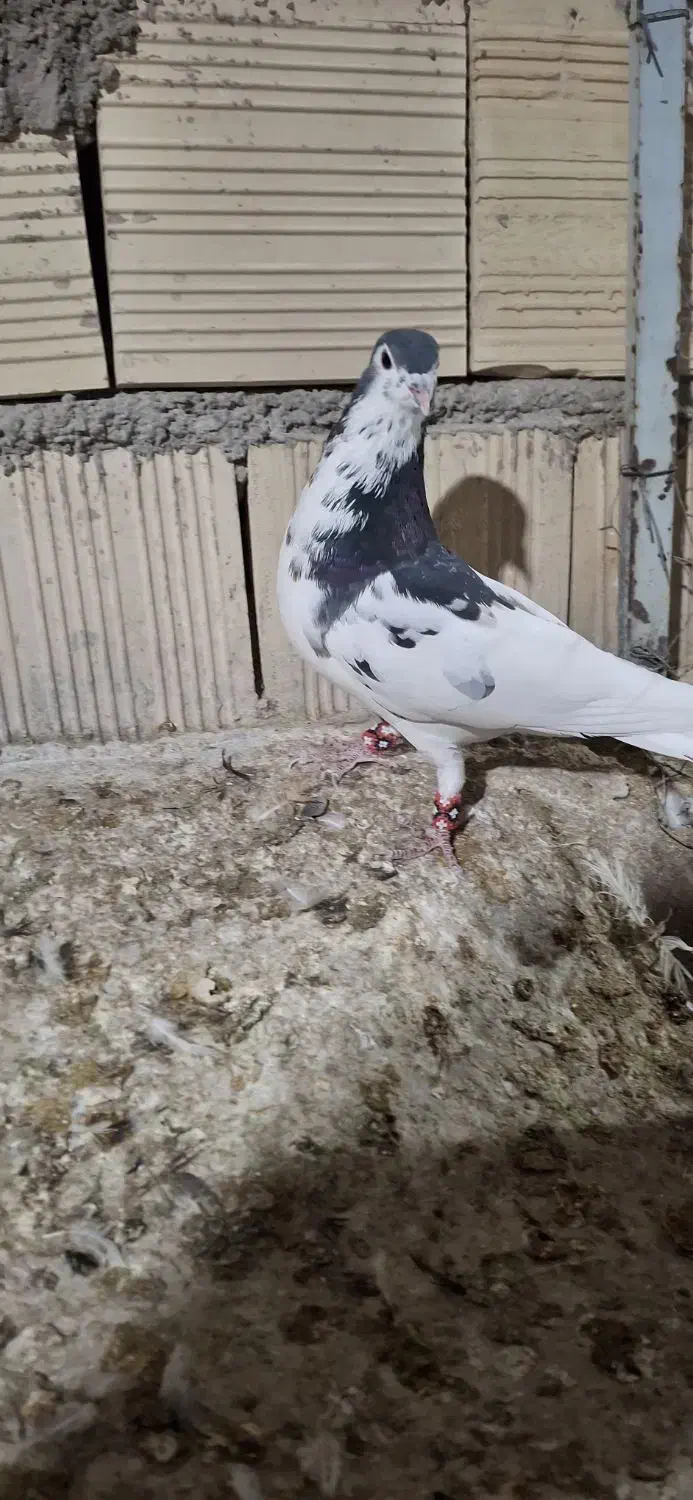 یال گل دار|پرنده|استهبان, |دیوار