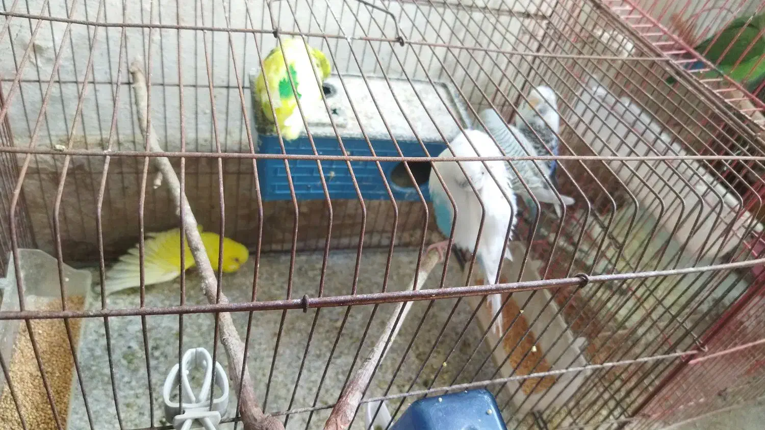 پرنده|پرنده|کوه چنار, |دیوار