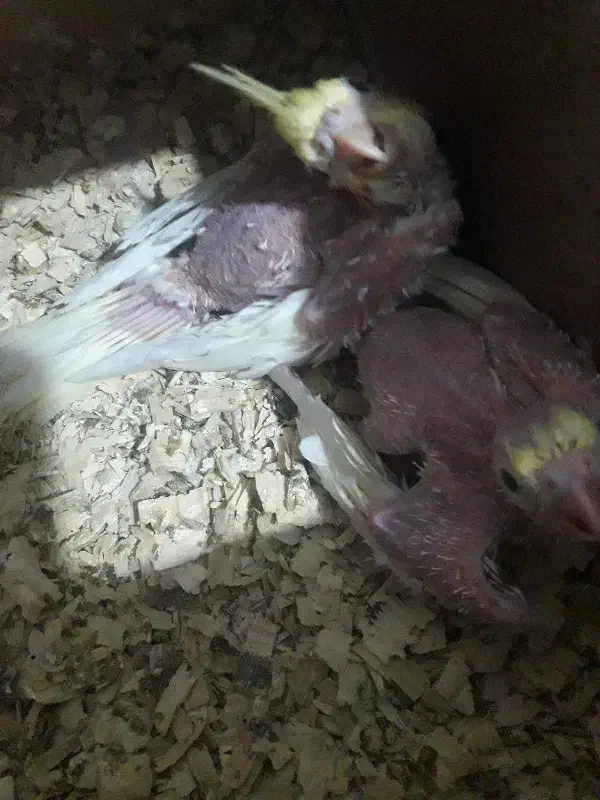 دو عدد عروس هلندی سرلاکی واماده اهلی شدن|پرنده|سوسنگرد, |دیوار