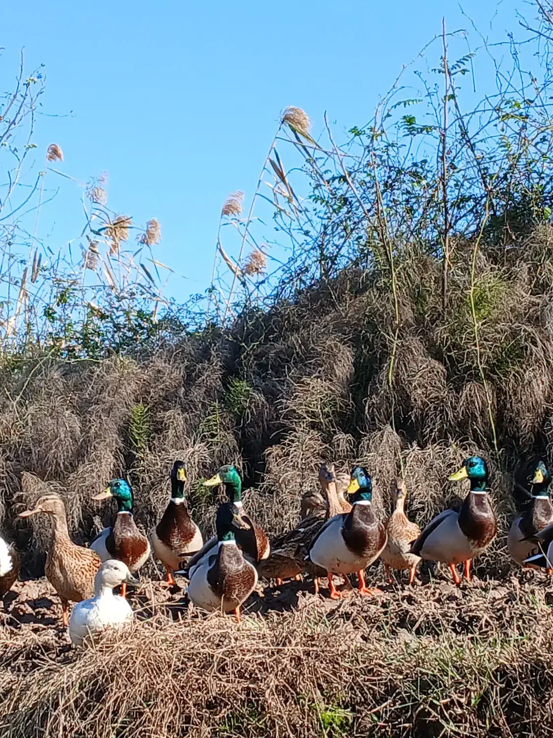 اردک کله سبز پروازی|حیوانات مزرعه|رشت, منظریه|دیوار