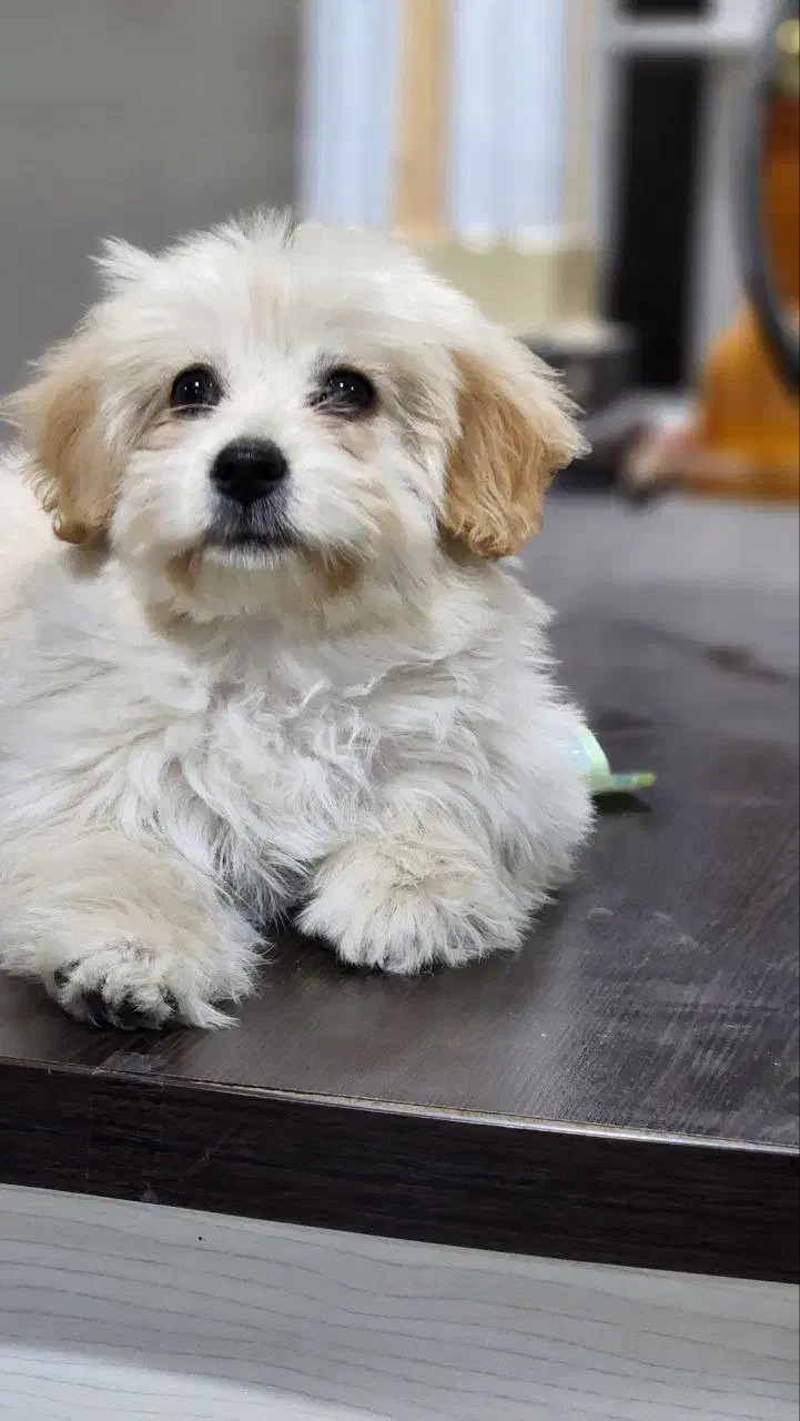 شیتزو|سگ|اسلام‌شهر, شهرک امام حسین (میان آباد)|دیوار