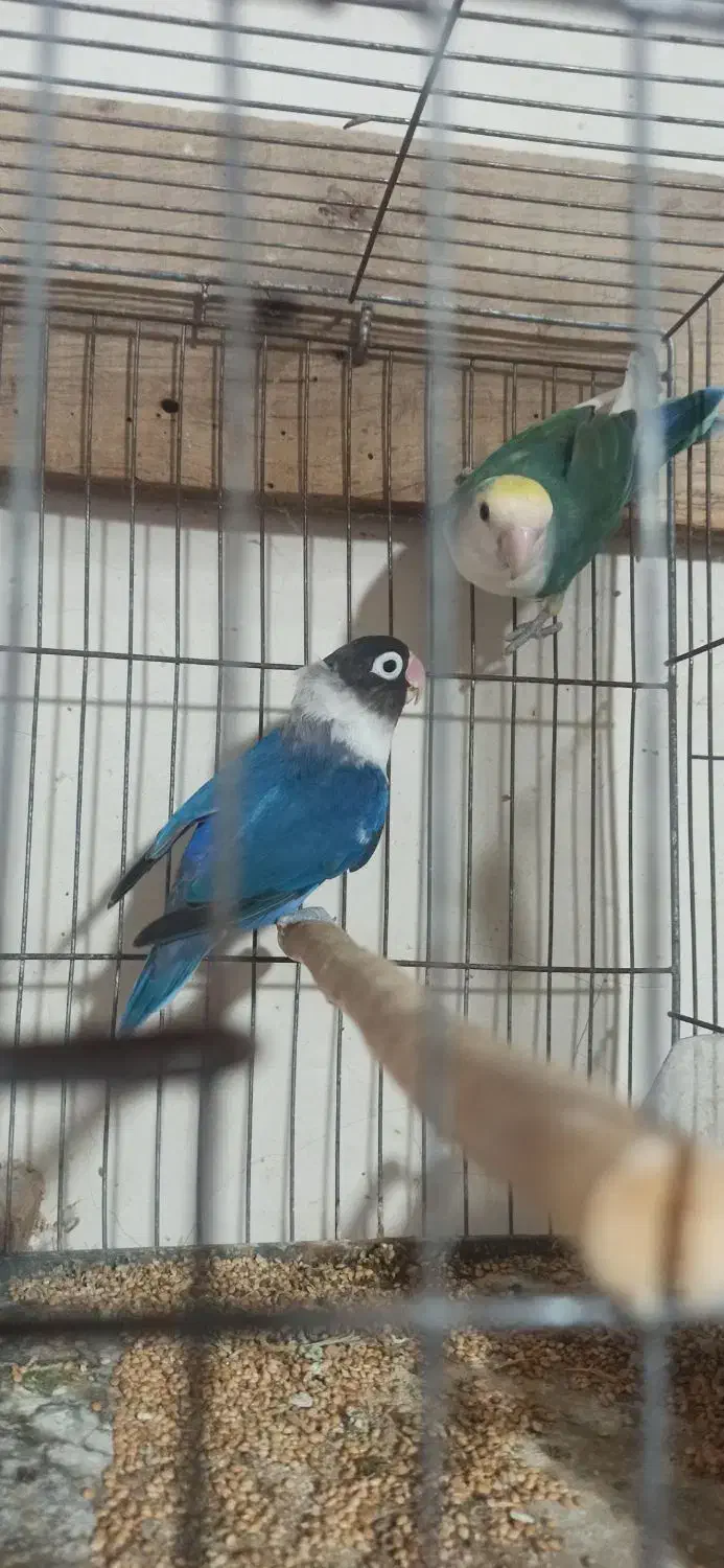 جفت کوتوله یرزیلی|پرنده|قائم‌شهر, |دیوار