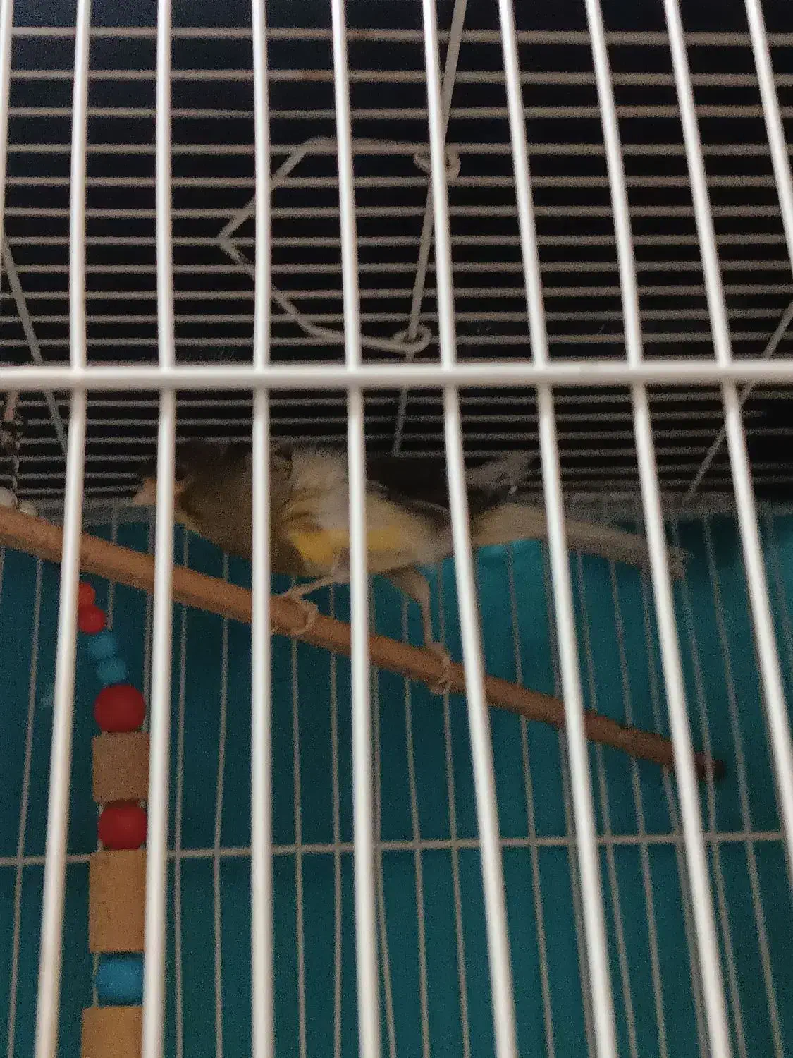 یک عدد عروس هلندی.یک عددمرغ عشق|پرنده|مشهد, خواجه ربیع|دیوار