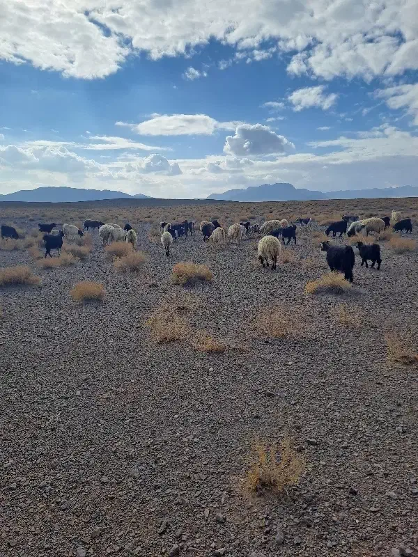 بزچپش کشتاری|حیوانات مزرعه|شاهینشهر, برخوار غرب|دیوار