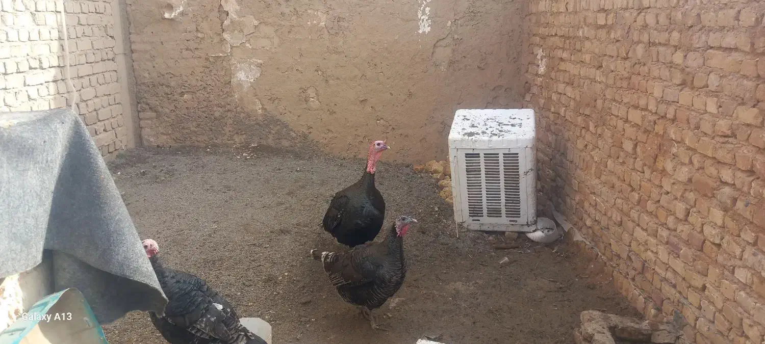 بوقلمو|حیوانات مزرعه|قم, کوه سفید|دیوار