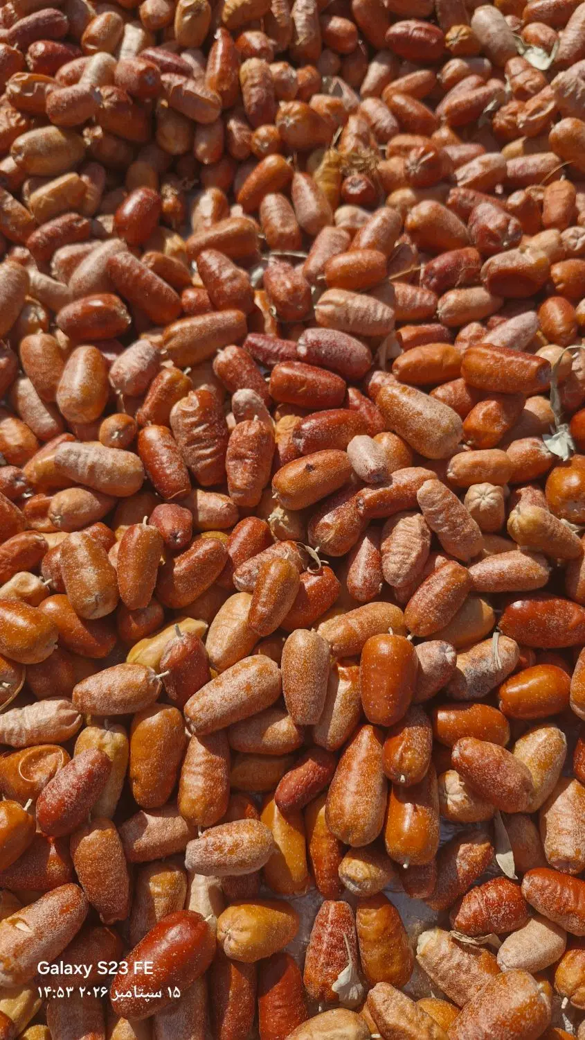 سنجد تازه|خوردنی و آشامیدنی|تهران, جنتآباد مرکزی|دیوار