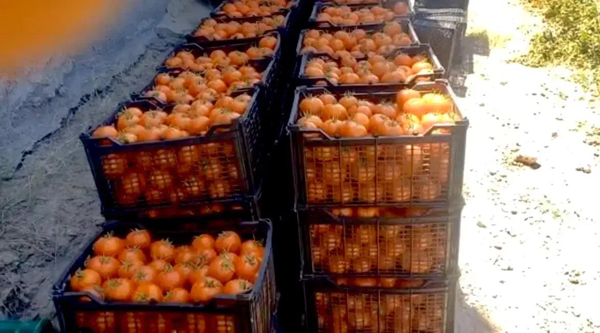 بذر f1 گوجه فرنگی ۸۰۲۰،صادراتی و پربار مشابه ۸۳۲۰|خدمات باغبانی و درختکاری|مشهد, احمدآباد|دیوار