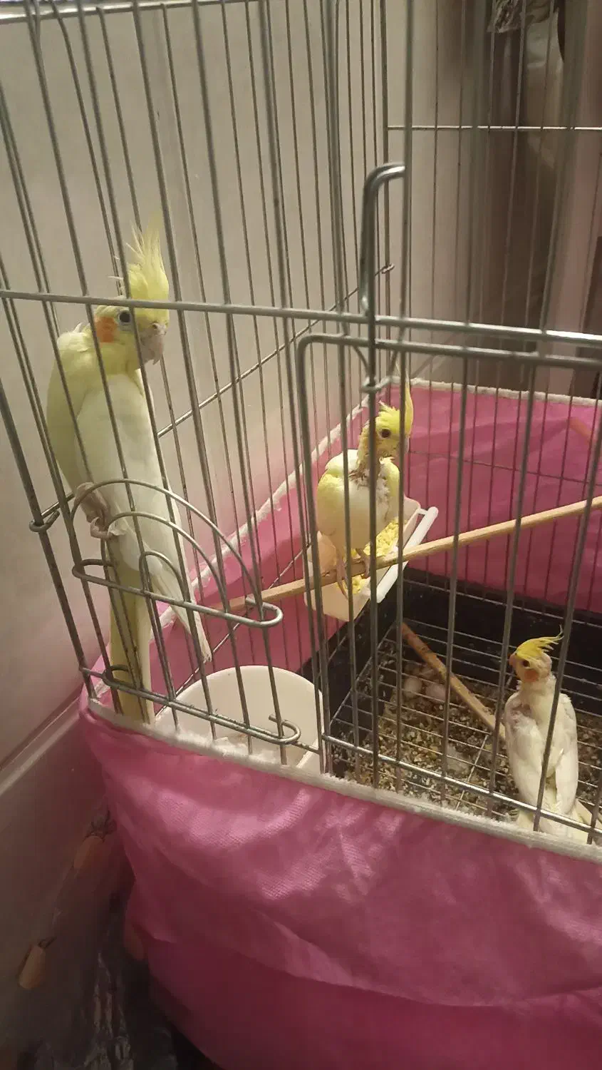 عروس هلندی|پرنده|قم, زاویه|دیوار