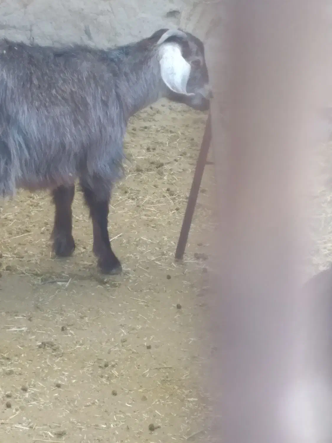 بزغاله ماده ریز قلم|حیوانات مزرعه|کمیجان, |دیوار