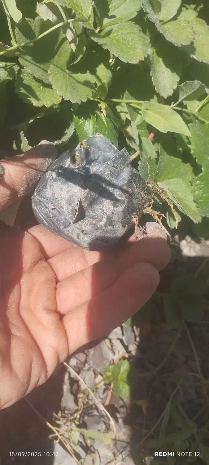 توت فرنگی گلدانی رقم پاروس|خدمات باغبانی و درختکاری|سنندج, |دیوار