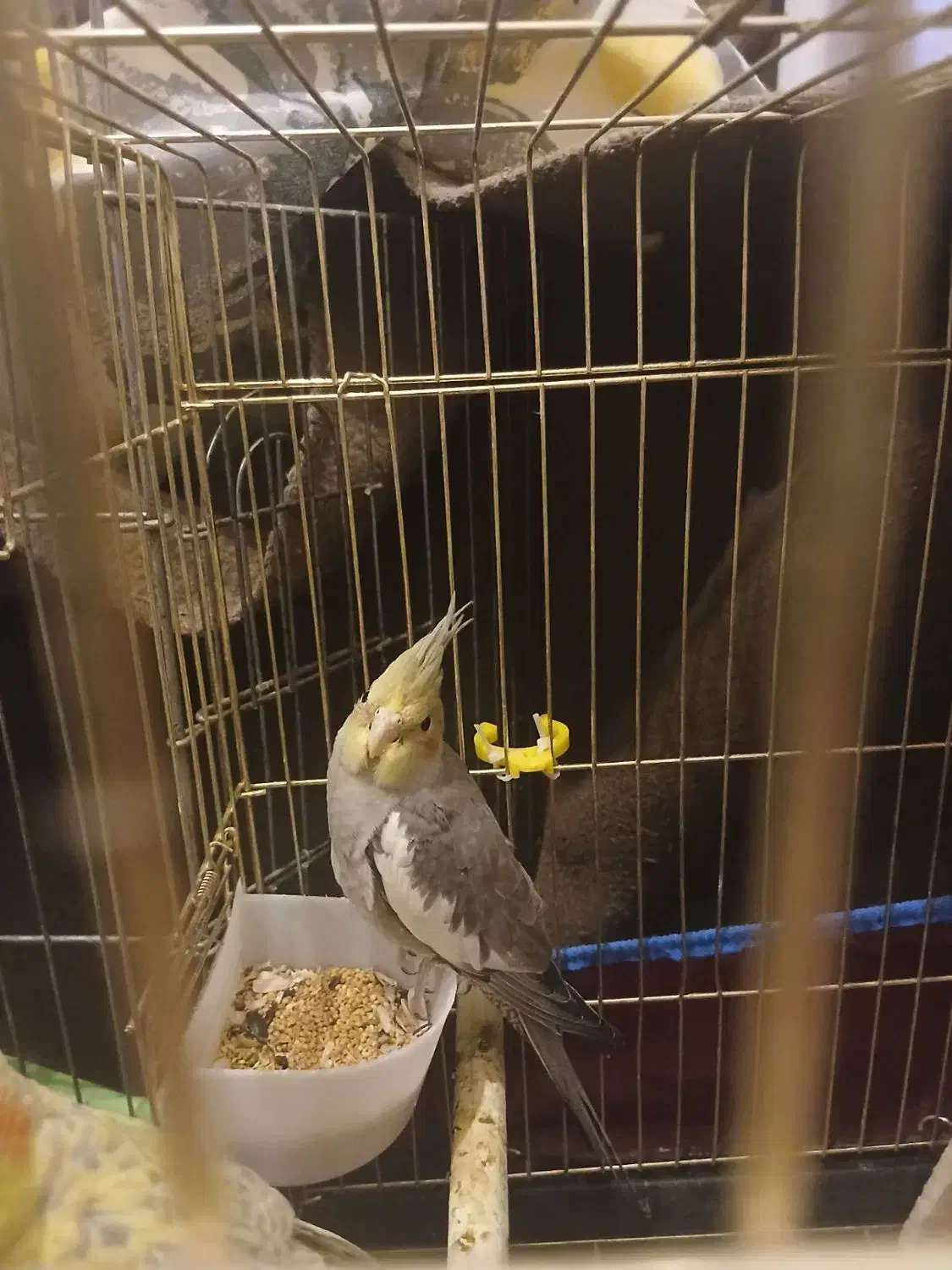 عروس هلندی سینامون  دونه ۷۰۰|پرنده|پاکدشت, شهرک امام رضا|دیوار