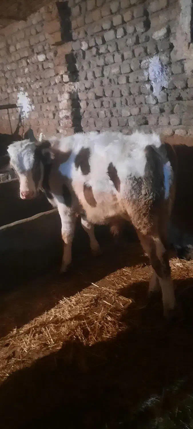 فروش ۴ تا گوساله درجه یک|حیوانات مزرعه|نهاوند, |دیوار