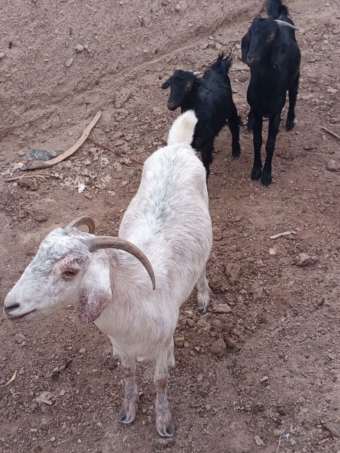 بز همراه دوشنک نر|حیوانات مزرعه|مهرستان, |دیوار