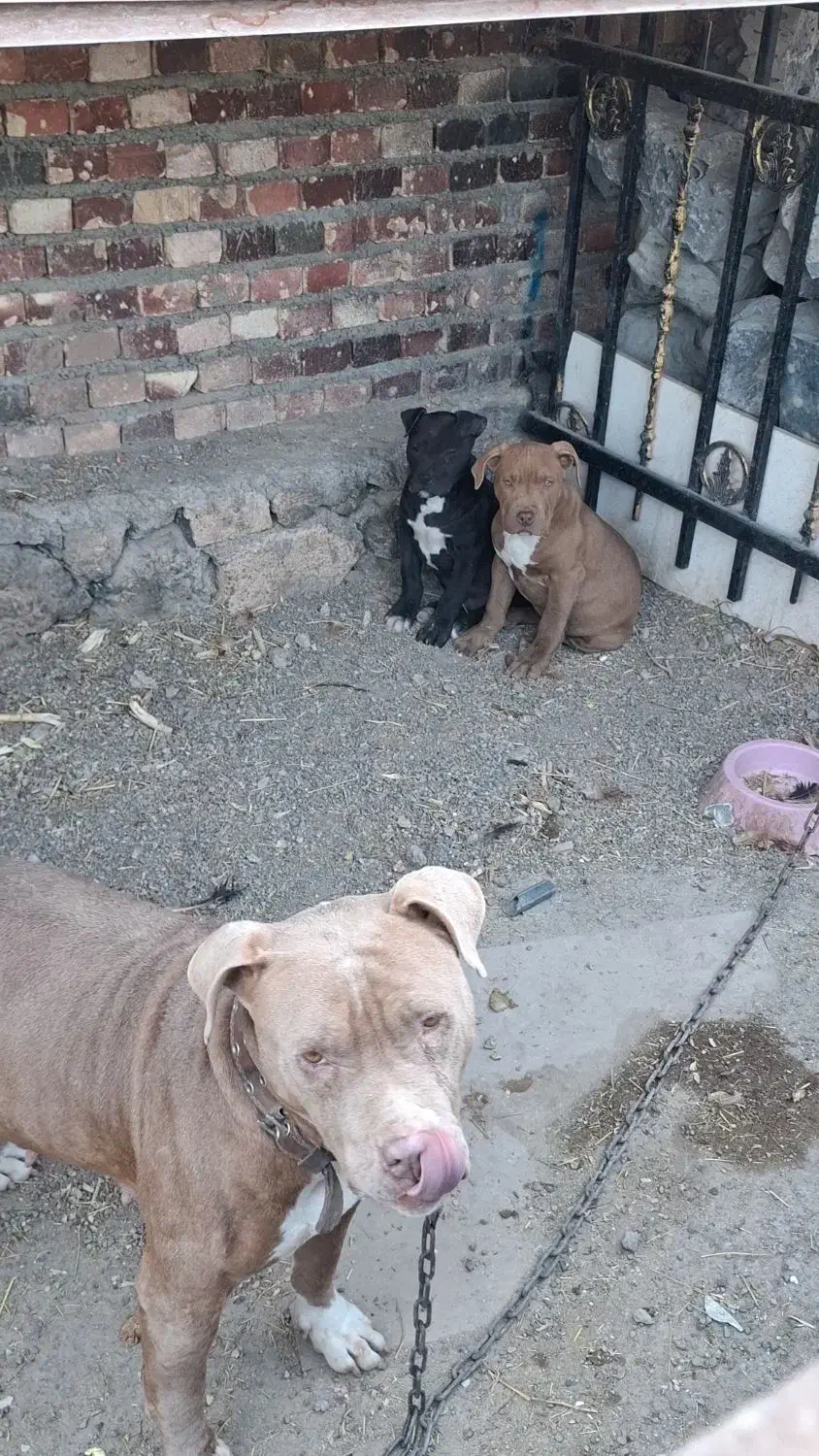 توله پیتبول|سگ|بازرگان, |دیوار