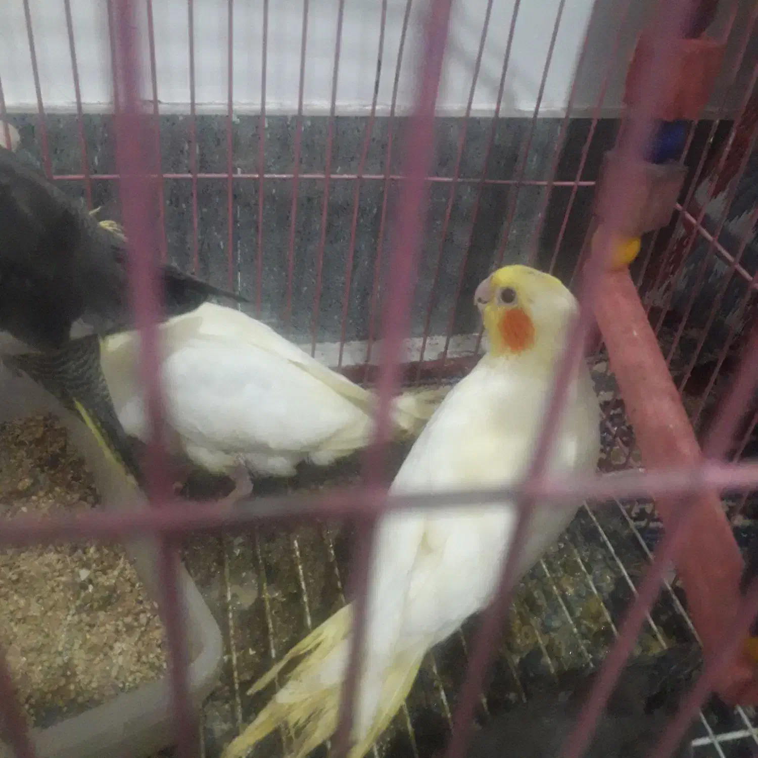 عروس هلندی سرلاکی|پرنده|اسفراین, |دیوار