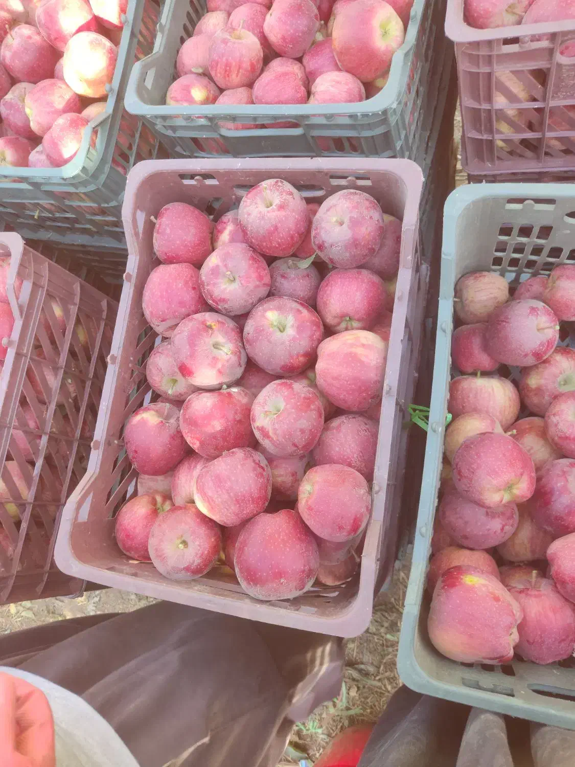 سیب قرمز فلە ای|خوردنی و آشامیدنی|نالوس, |دیوار