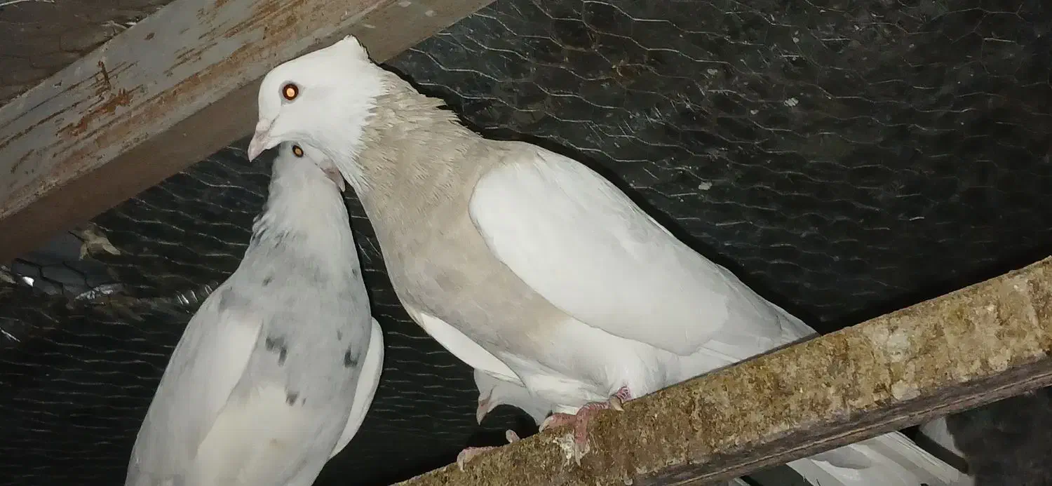 طوقی 22 عدد|پرنده|دشت ذهاب, |دیوار