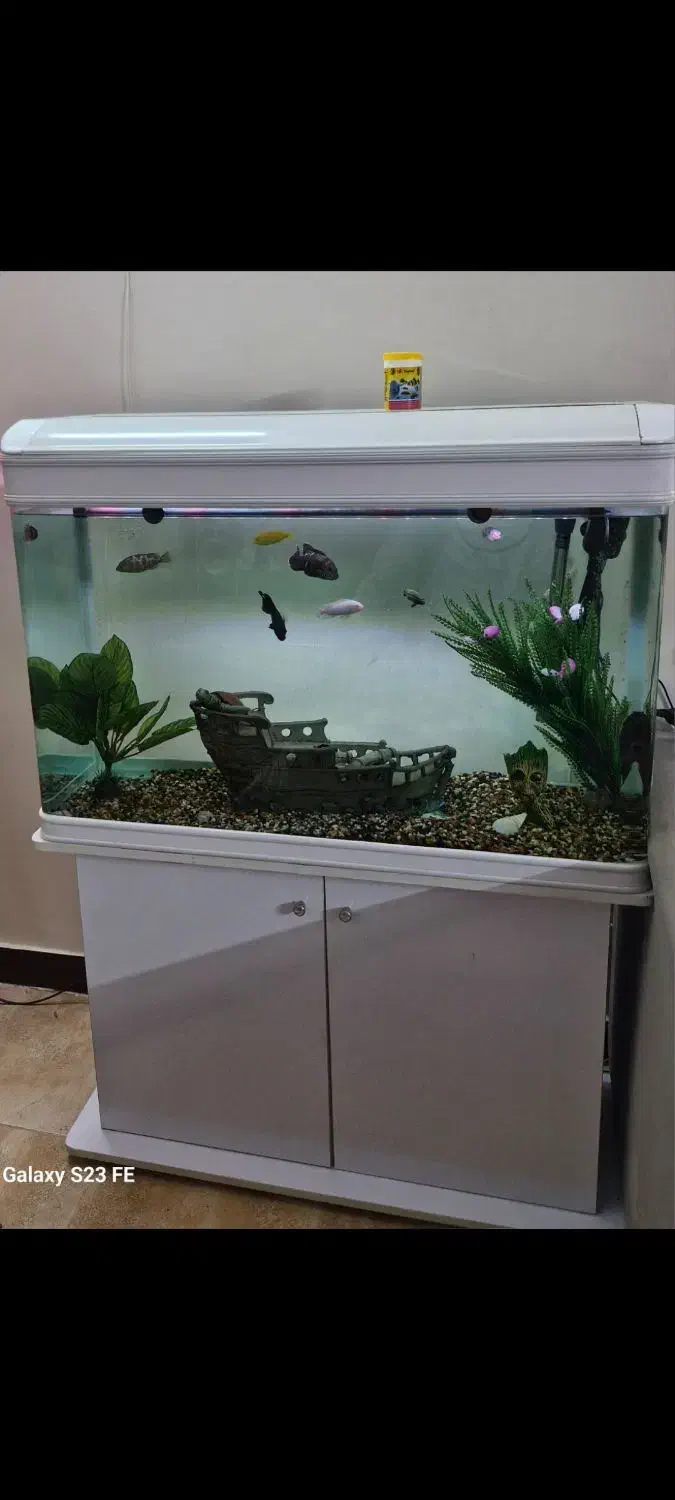 آکواریوم شرکتی دلسا|ماهی|ری, هاشم‌آباد|دیوار