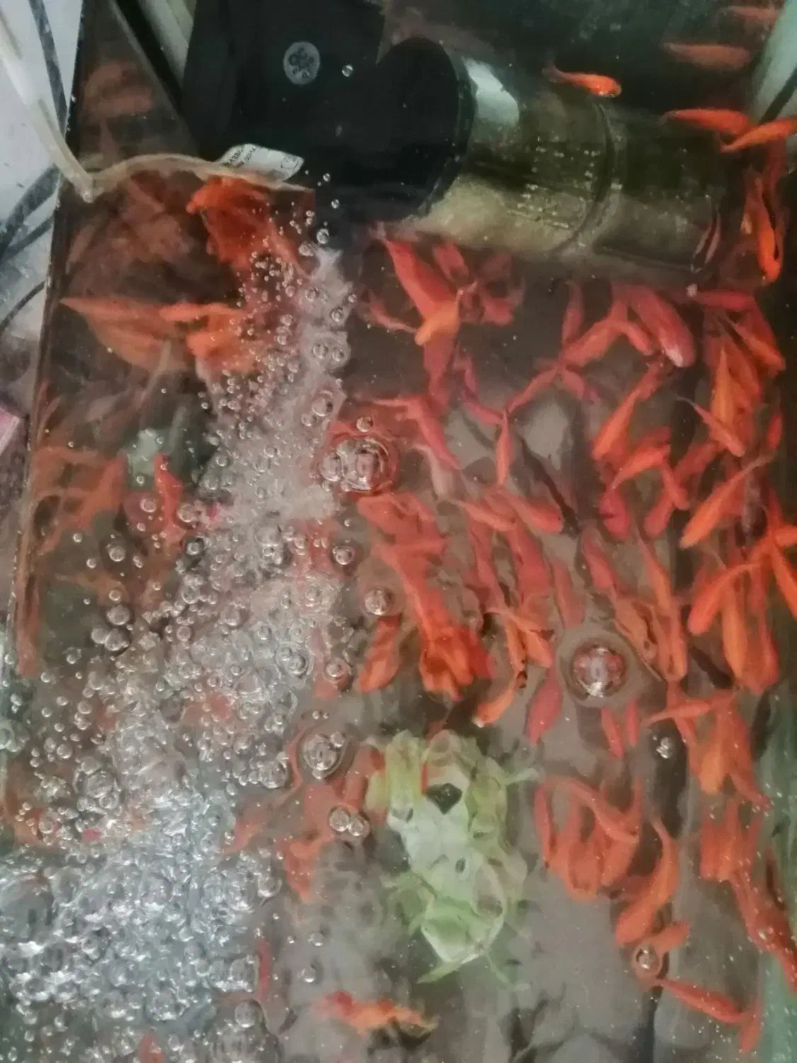 ماهی عید|ماهی|بیرجند, |دیوار