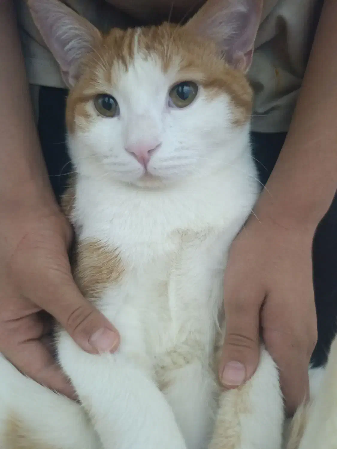 قیمت۳تومن|گربه|یزد, |دیوار