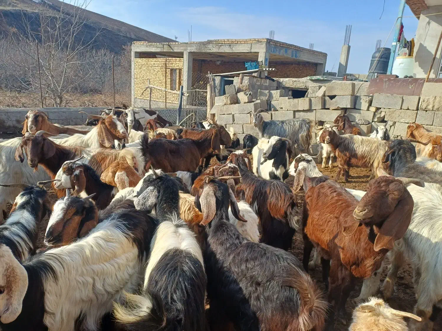 بزجوان|حیوانات مزرعه|گرمخان, |دیوار