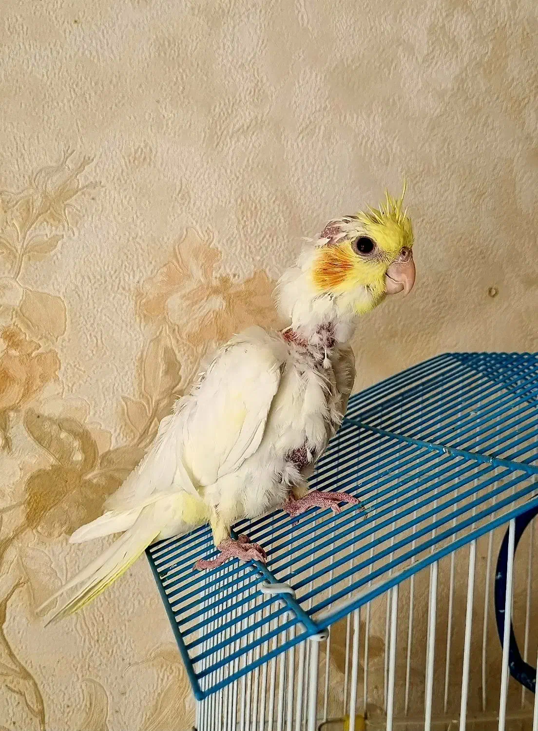 عروس هلندی|پرنده|ابریشم, |دیوار