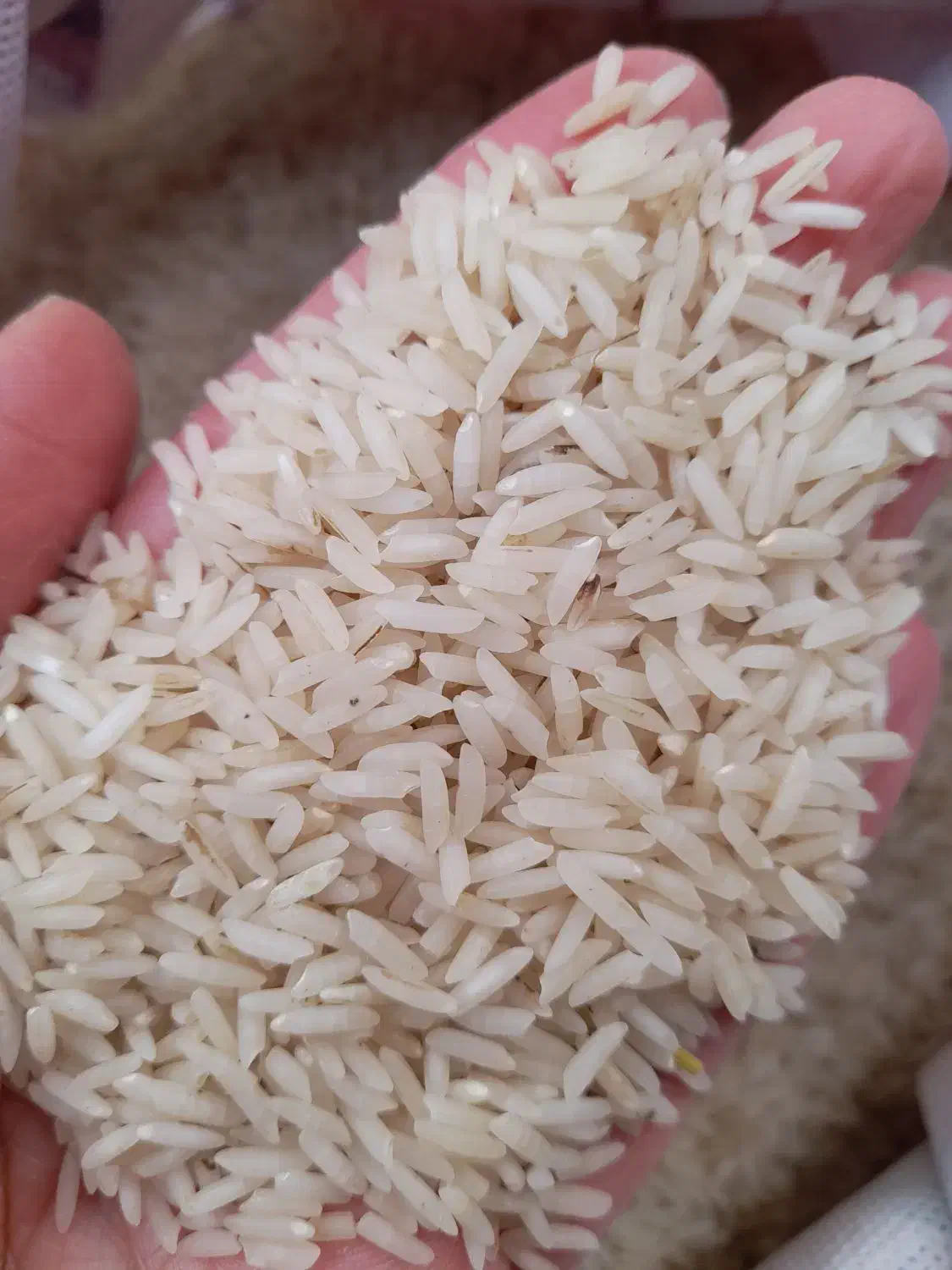 شاه برنج طارم|خوردنی و آشامیدنی|کوچصفهان, |دیوار