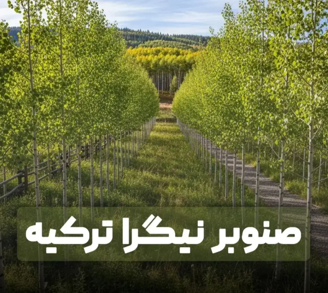 انواع نهال گردو فرنور و چندلر و صنوبر تصمینی|خدمات باغبانی و درختکاری|فیروزکوه, |دیوار