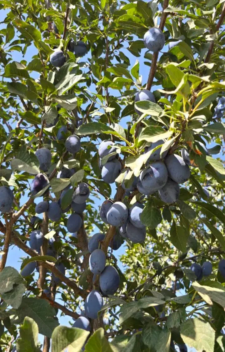 نهال آلو خرمایی|خدمات باغبانی و درختکاری|تبریز, |دیوار