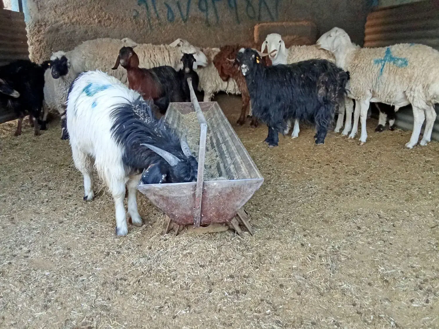 بره و بزغاله|حیوانات مزرعه|بیرجند, |دیوار