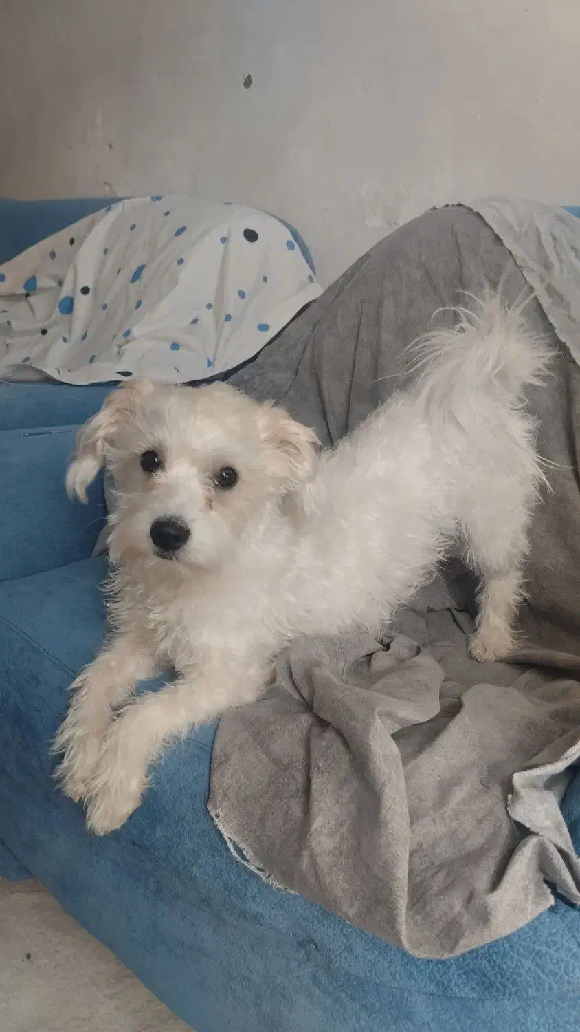 سگ شیتزو|سگ|کرمان, |دیوار