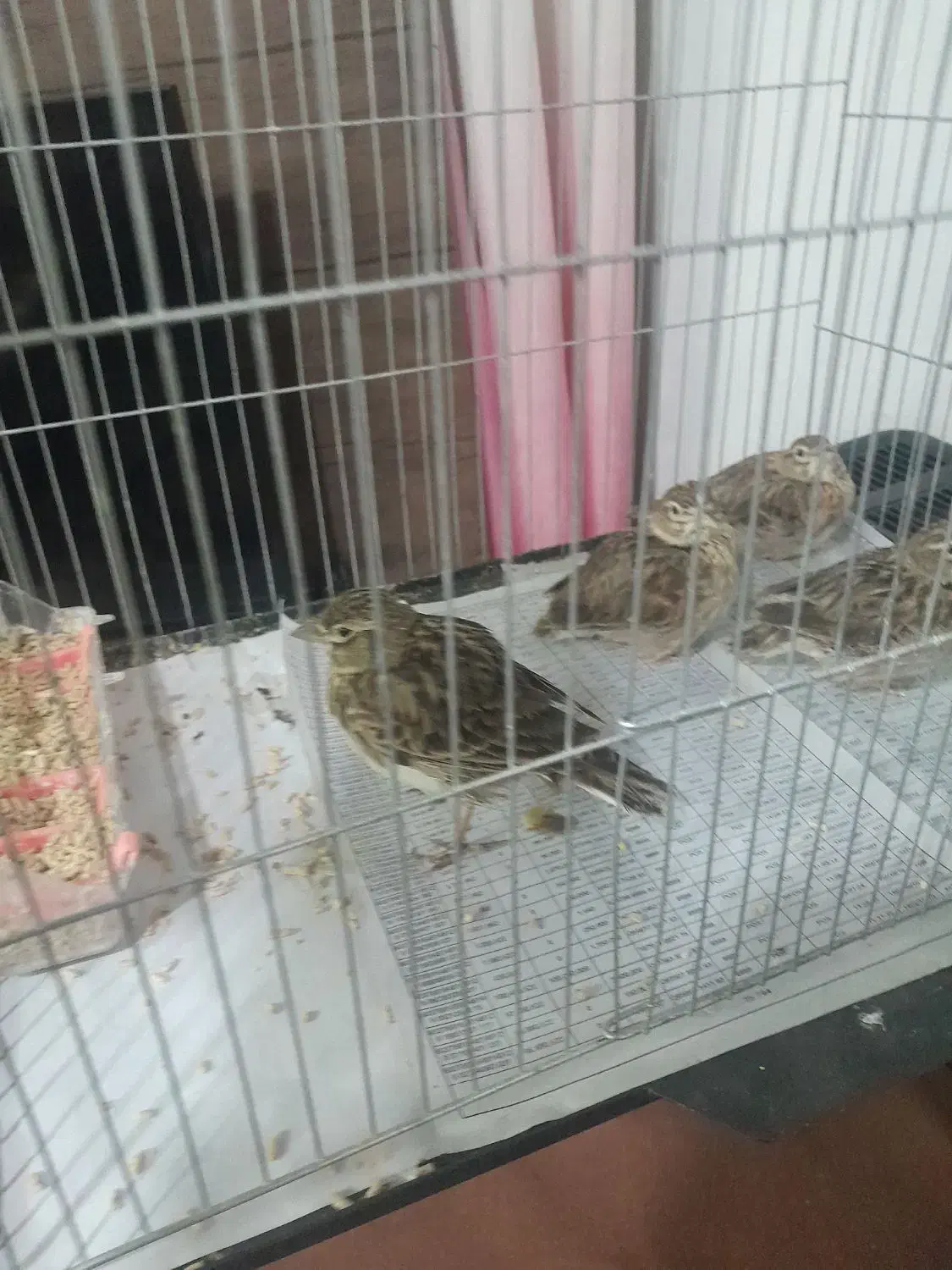 سهره قناری. مست|پرنده|آمل, |دیوار