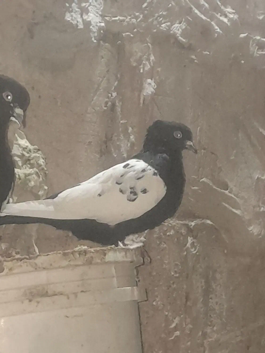 جوجه طوقی و طوقی پشت بال ،سینه سیاه ماده بشرط|پرنده|تربت جام, جامرود|دیوار