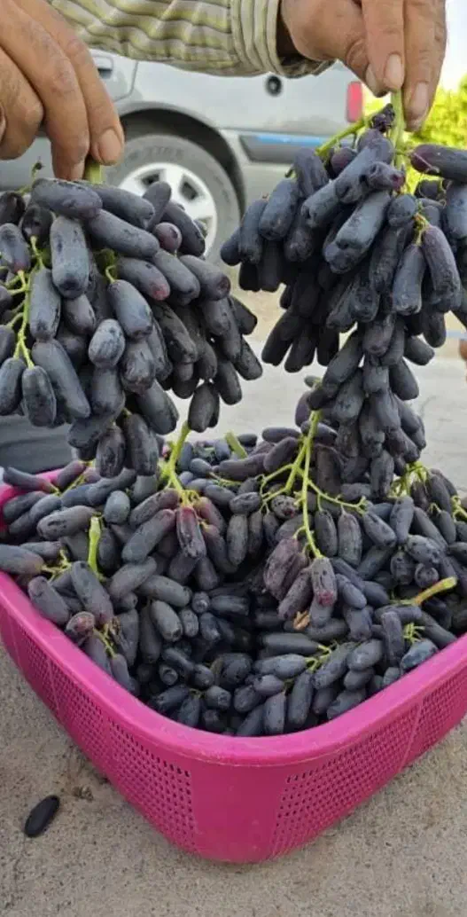 نهال انگور موندرآپ تعداد محدود|خدمات باغبانی و درختکاری|قزوین, |دیوار