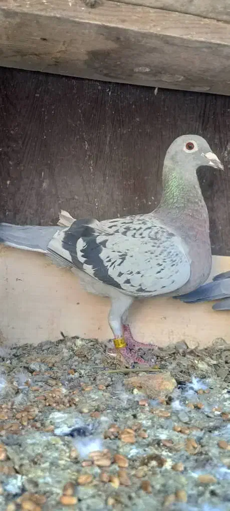 کفتر|پرنده|ریگ ملک, |دیوار