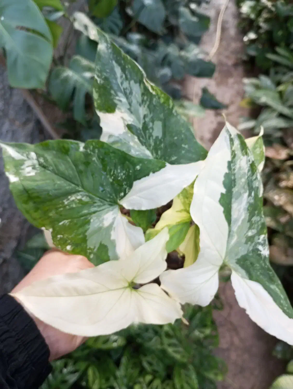 گلخانه|گل و گیاه طبیعی|گرگان, |دیوار