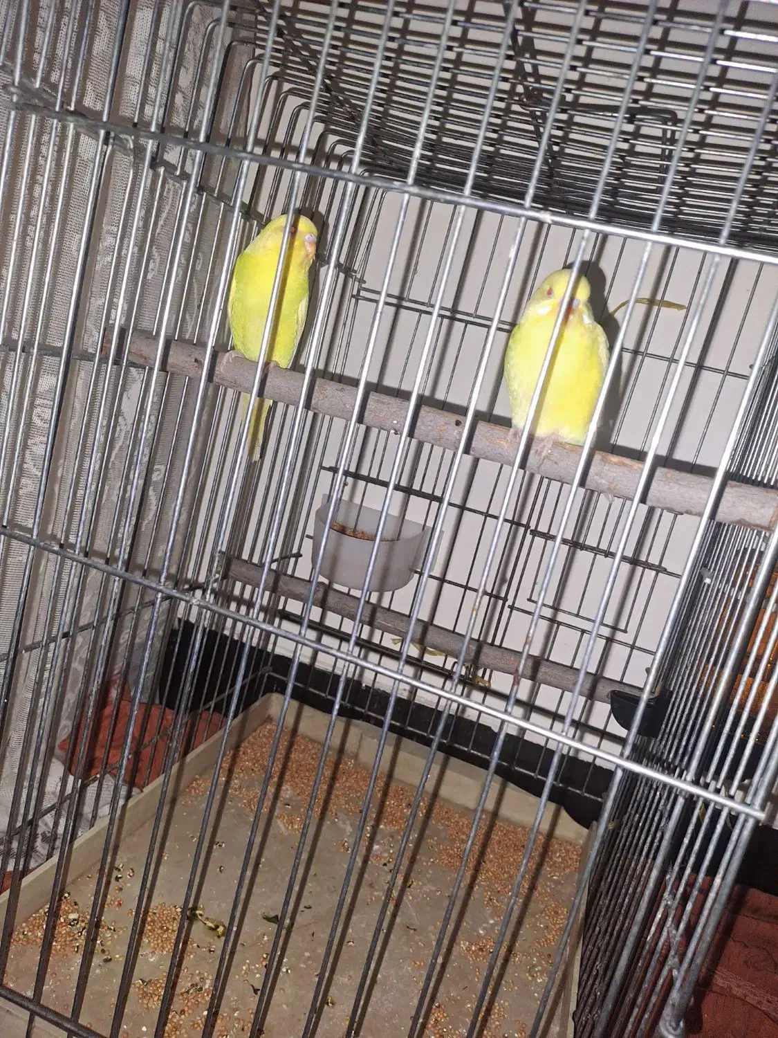 یک جفت مرغ عشق هلندی ۳۵۰|پرنده|نورآباد ممسنی, |دیوار