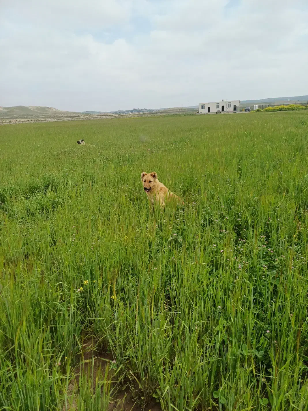 سگ گمشده|حیوانات|اردبیل, |دیوار