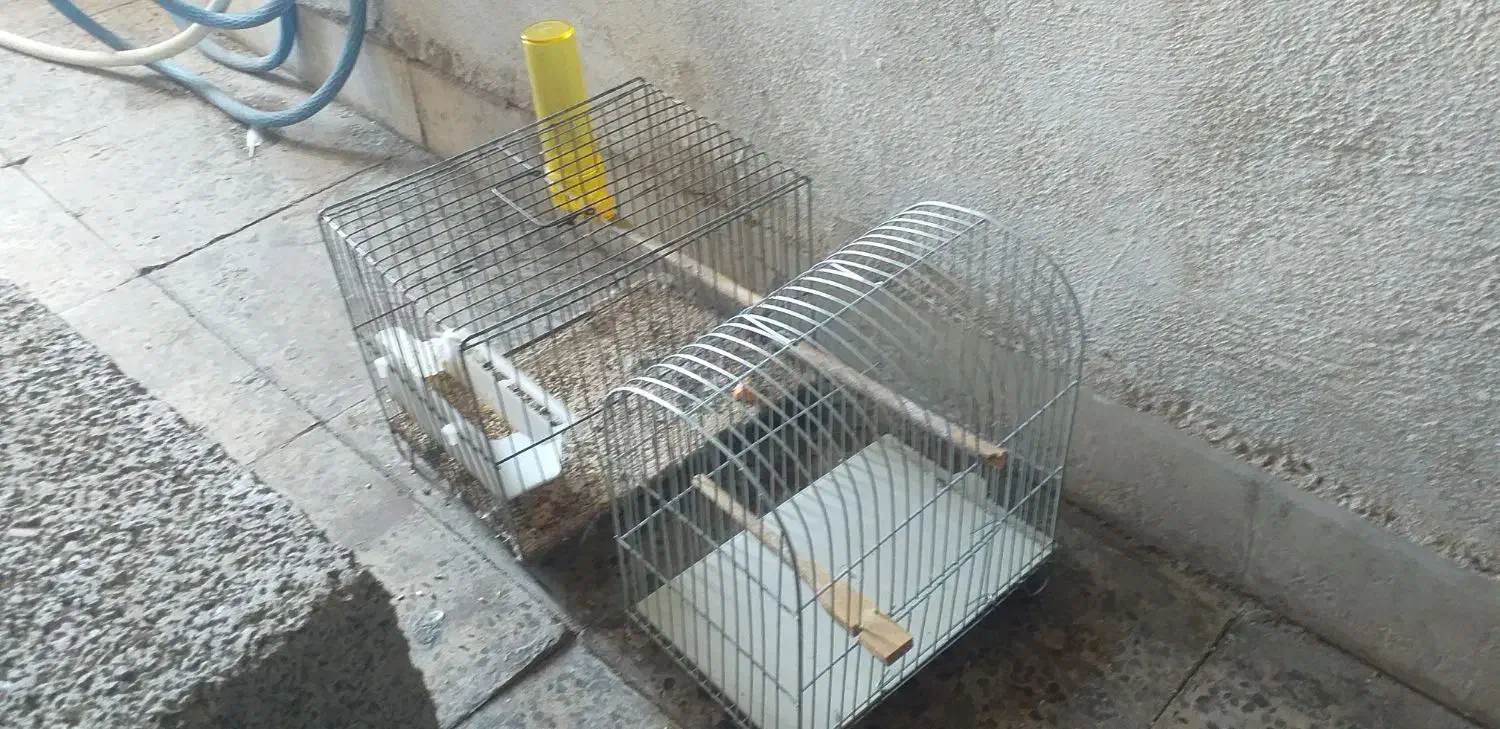 قفس پرنده|لوازم جانبی حیوانات|ایلام, |دیوار