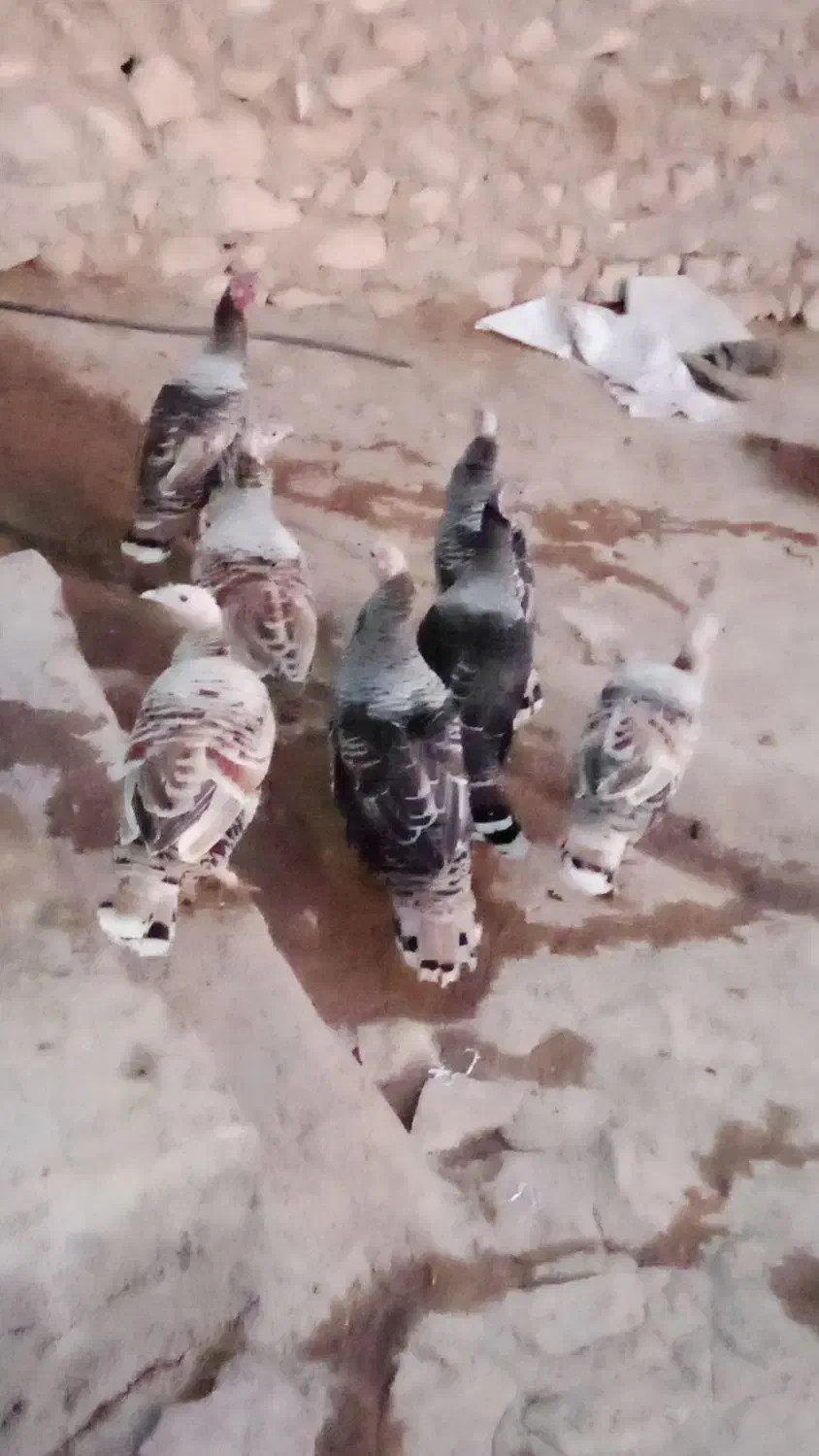 بوقلمون|حیوانات مزرعه|کوهدشت, |دیوار