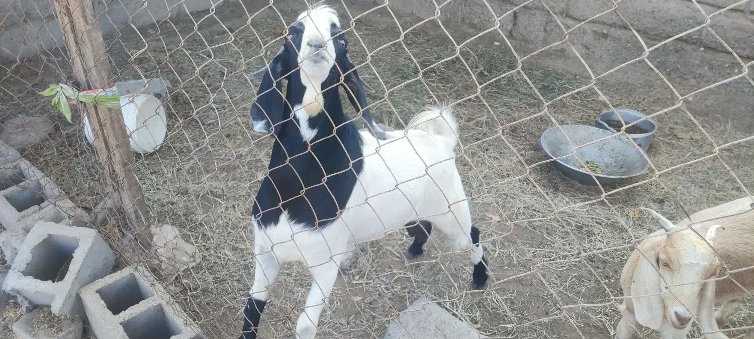 گوسفند|حیوانات مزرعه|بیکاه, |دیوار