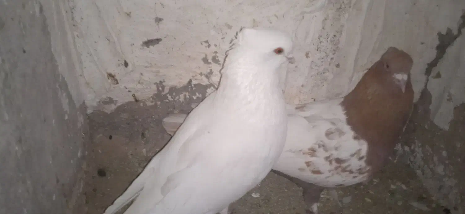 6تاسفید چشم زرد|پرنده|زرند, |دیوار