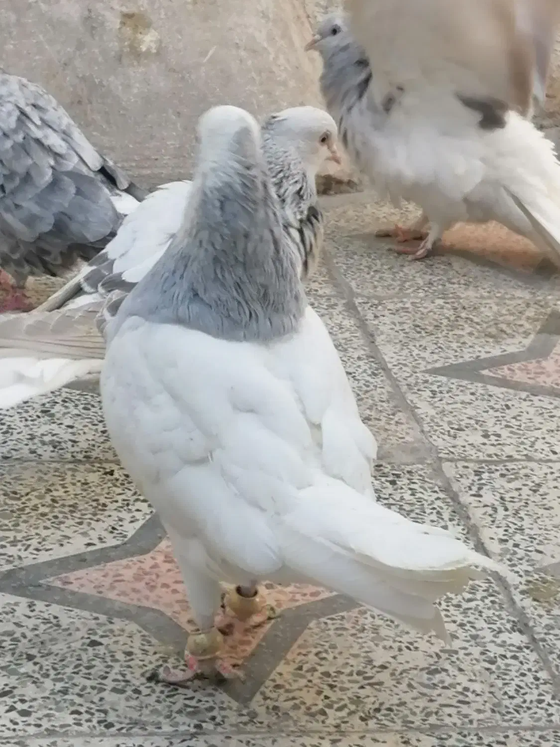 کفتر طوق آبی بردار سرور دم سفید شمعک تخت|پرنده|شیراز, سعدیه جنوبی|دیوار