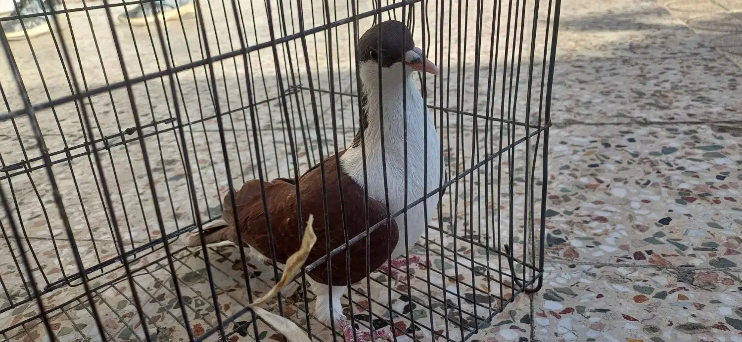 کبوتر اصفهانی|پرنده|کوهدشت, |دیوار