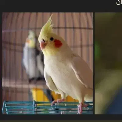 خرید و فروش پرنده|پرنده|اصفهان, جلالیه|دیوار