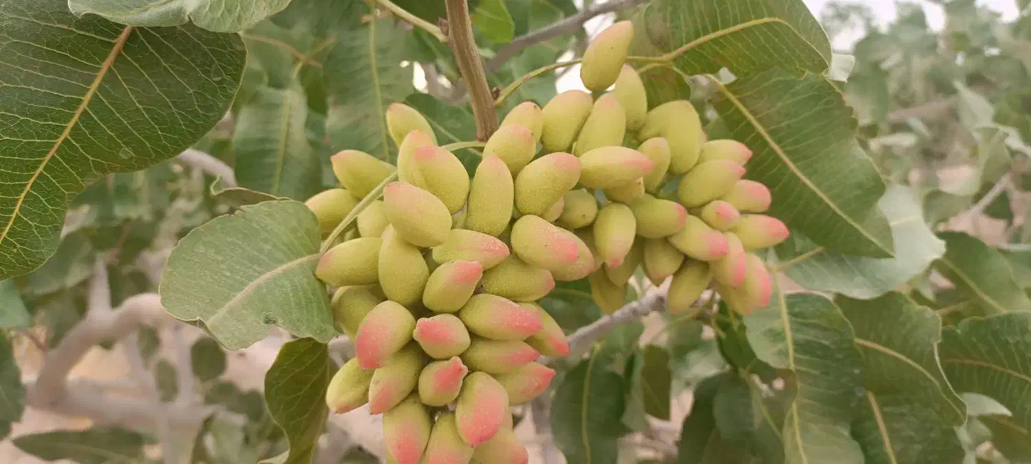 هرس انگور داربستی .پسته .باغ و باغچه|خدمات باغبانی و درختکاری|سبزوار, پاسداران|دیوار