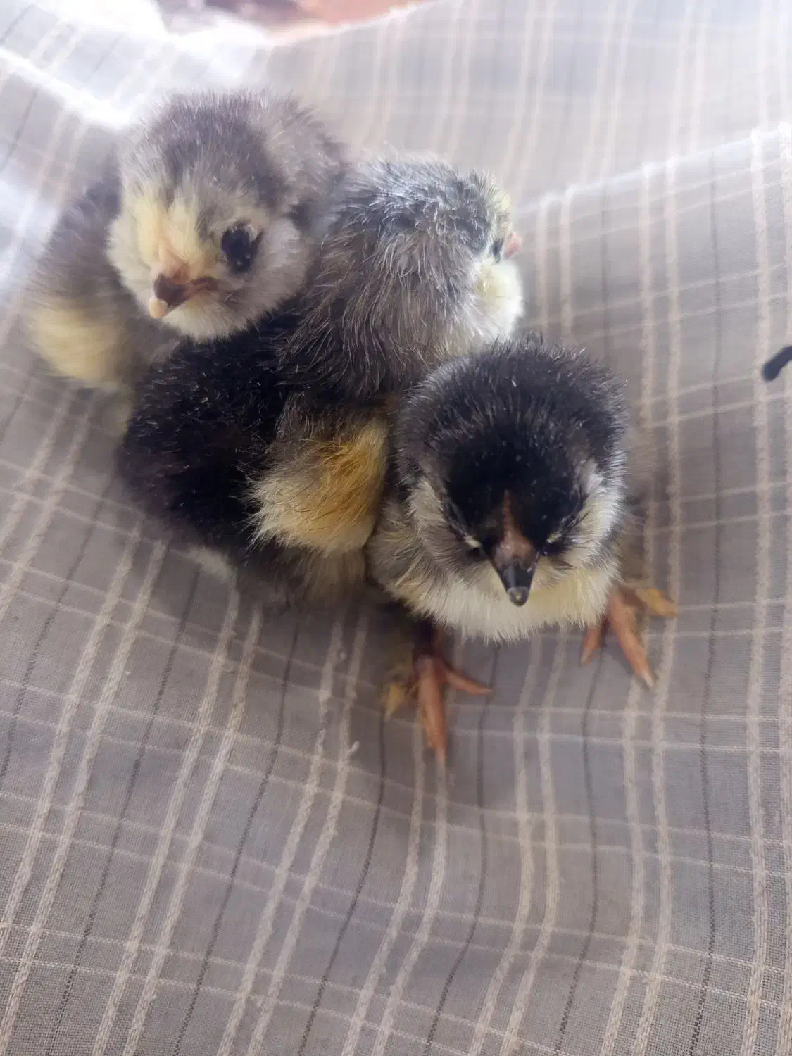 جوجه مرندی|حیوانات مزرعه|شیراز, گویم|دیوار