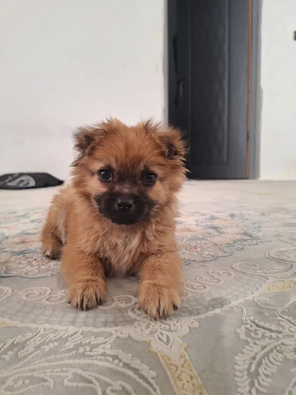 سگ پا کوتاه|سگ|مشهد, آبکوه|دیوار